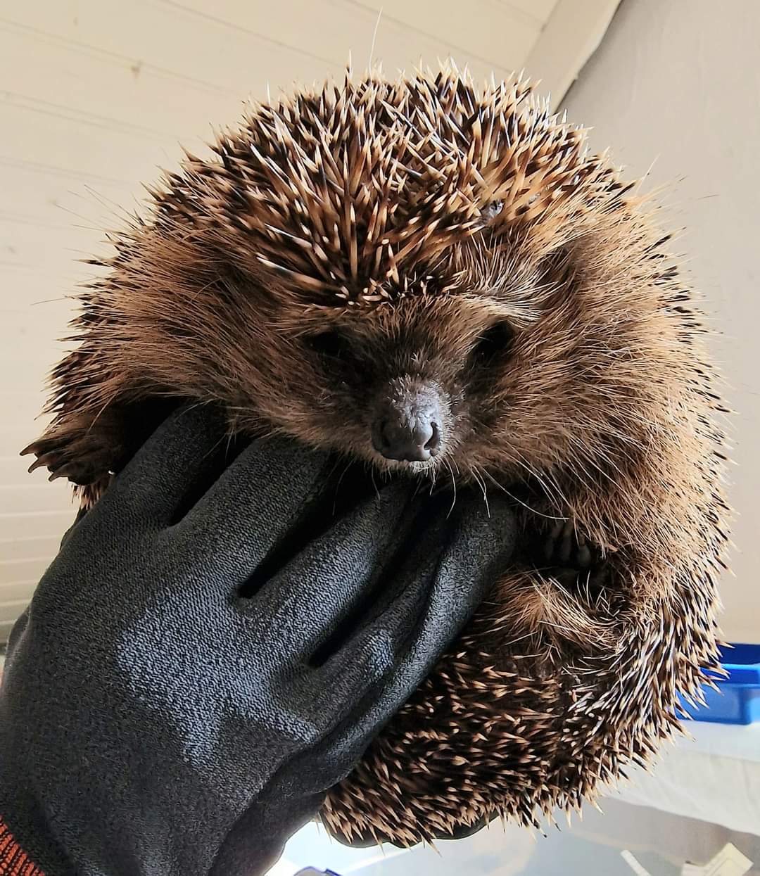 Der Igel Kali, der von einer behandschuhten Hand gehalten wird.